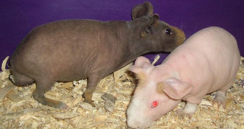 Skinny Pigs